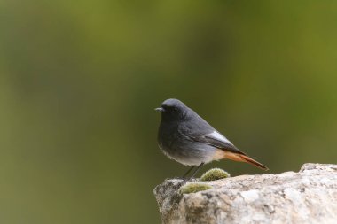 Redstart, Muscicapidae familyasından bir kuş türü..