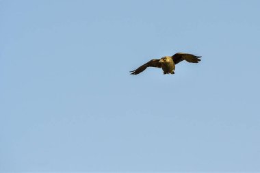 Batı karga, Corvidae familyasından bir kuş türüdür..