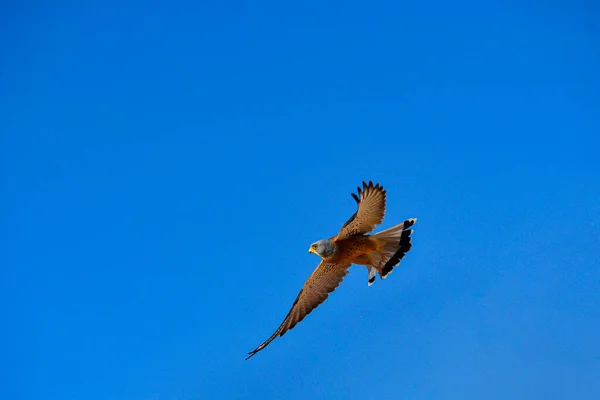 Kestrel é uma espécie de ave da família Falconidae.. — Fotografia de Stock
