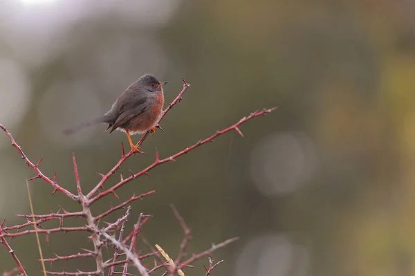 Dartford Warbler är en art av förbipasserande fågel i familjen Sylviidae. — Stockfoto