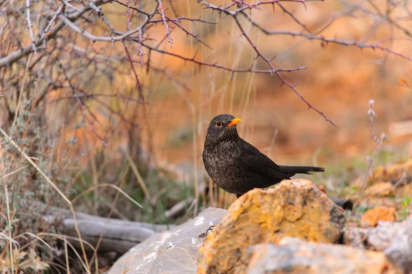 검은 새 (common blackbird) 는 투 디와 과 (科) 에 속하는 바닷새의 일종이다. — 스톡 사진