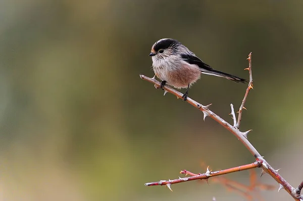 El mito es una especie de ave paseriforme de la familia Aegithalidae.. —  Fotos de Stock