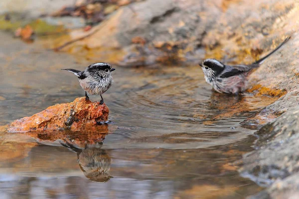 Efsane, Aegithalidae familyasından bir kuş türüdür.. — Stok fotoğraf