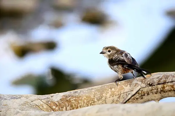神話は、エーゲフタロイド科のパッセリン鳥の一種です。. — ストック写真