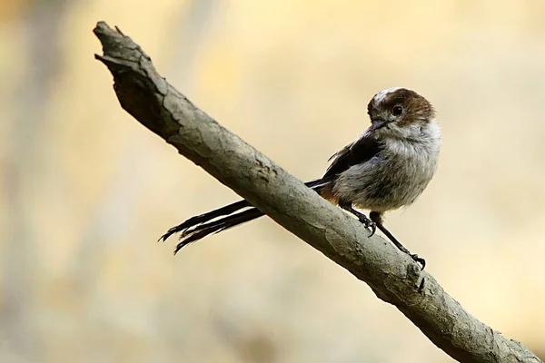 Mit jest gatunkiem ptaków z rodziny Aegithalidae.. — Zdjęcie stockowe
