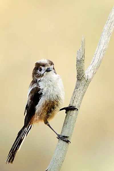 Aegithalidae é uma espécie de ave da família Aegithalidae.. — Fotografia de Stock