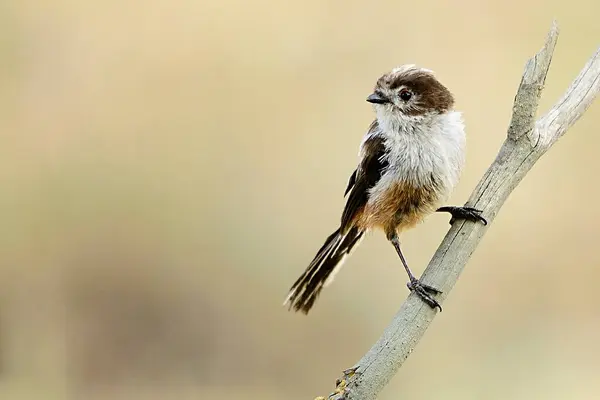 Aegithalidae é uma espécie de ave da família Aegithalidae.. — Fotografia de Stock