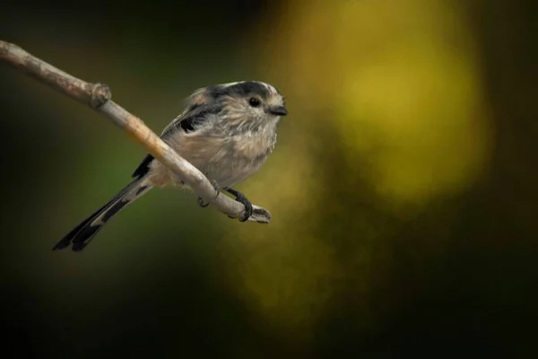 Le mythe est une espèce de passereaux de la famille des Aegithalidae.. — Photo