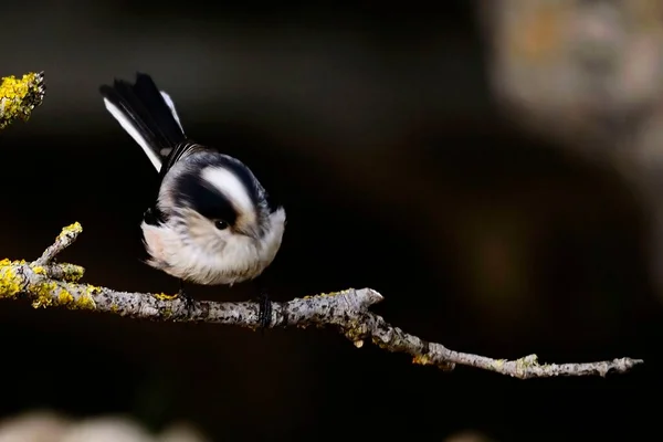 Aegithalidae é uma espécie de ave da família Aegithalidae.. — Fotografia de Stock