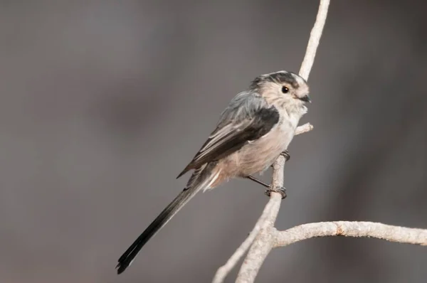 El mito es una especie de ave paseriforme de la familia Aegithalidae.. —  Fotos de Stock