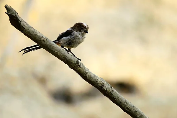 Aegithalidae é uma espécie de ave da família Aegithalidae.. — Fotografia de Stock