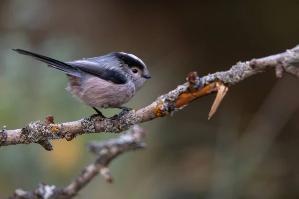 Der Mythos ist eine Vogelart aus der Familie der Aegithalidae. — Stockfoto