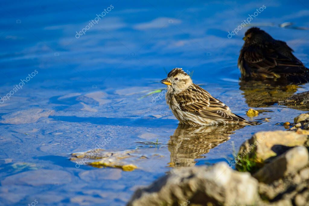 El gorrión aullador es una especie de ave paseriforme de la familia