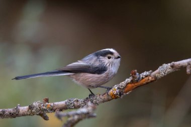 Efsane, Aegithalidae familyasından bir kuş türüdür..
