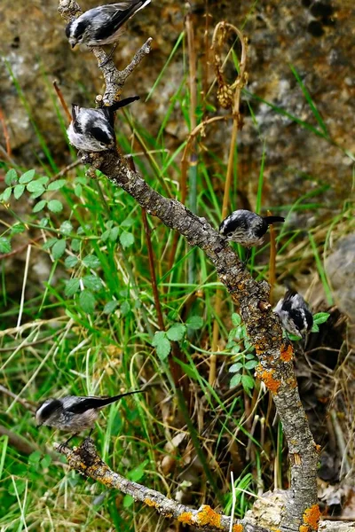 Le mythe est une espèce de passereaux de la famille des Aegithalidae.. — Photo