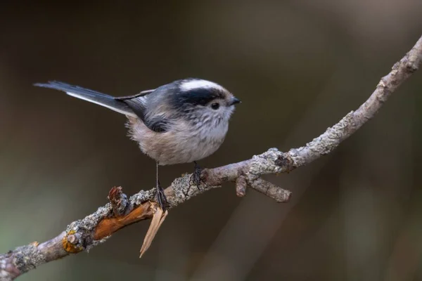 Le mythe est une espèce de passereaux de la famille des Aegithalidae.. — Photo