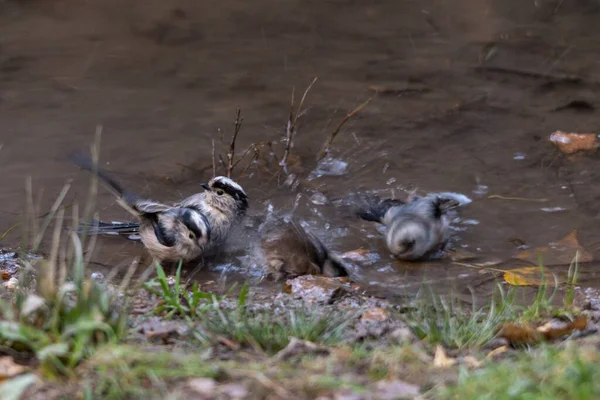 Der Mythos ist eine Vogelart aus der Familie der Aegithalidae. — Stockfoto