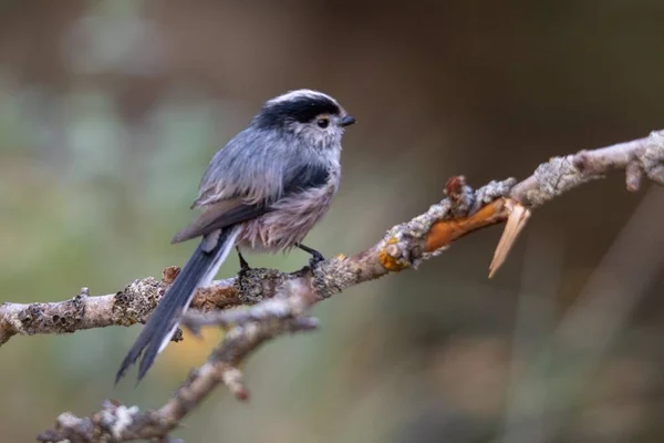 Миф это вид воробьиной птицы из семейства Aegithalidae. — стоковое фото