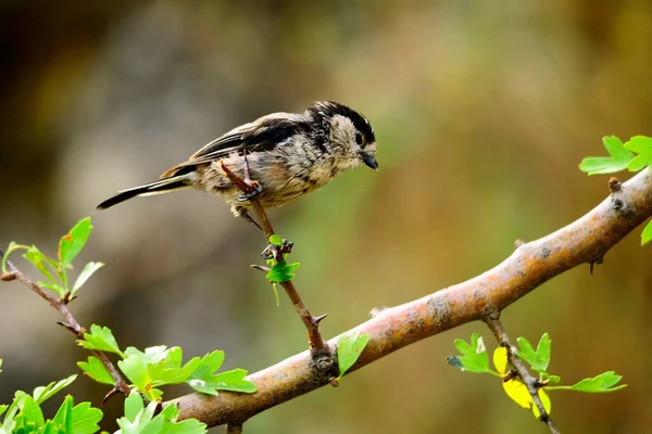 El mito es una especie de ave paseriforme de la familia Aegithalidae.. — Foto de Stock