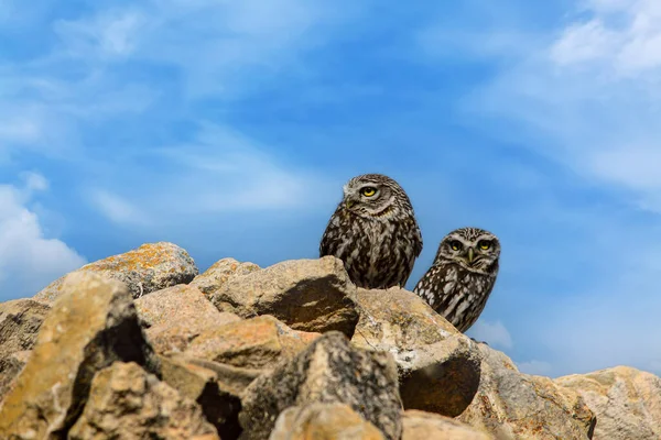 The Little Owl is a strigiform bird in the Strigidae family. — стоковое фото