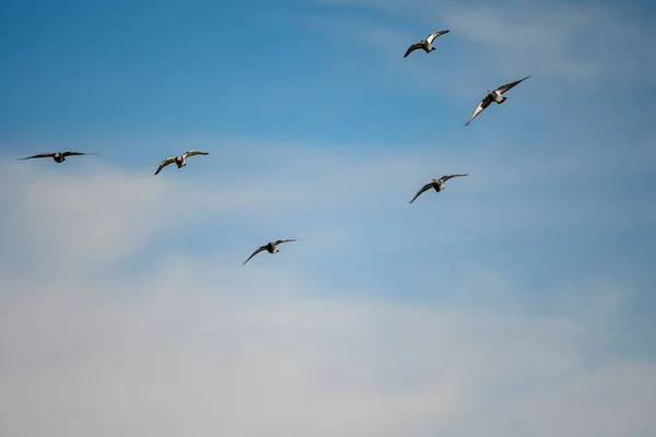 바위 비둘기 또는 집비둘기 ( 영어 : rock pigeons) 는 컬럼 폼 새의 일종이다.. — 스톡 사진