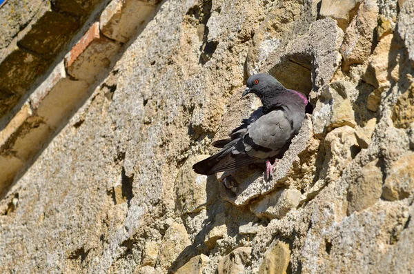 Die Felsentaube oder Haustaube, ist eine Art kolumbiforme Vogel. — Stockfoto