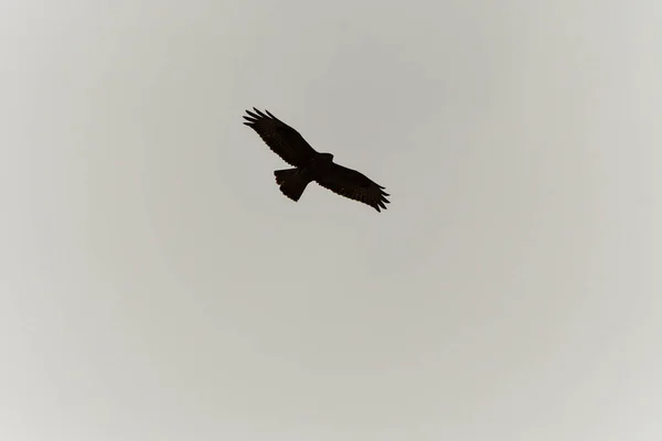 Silhouet van een roofvogel tijdens de vlucht. — Stockfoto