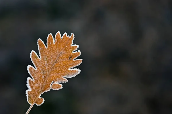 Folha congelada na luz traseira e fora de foco fundo. — Fotografia de Stock