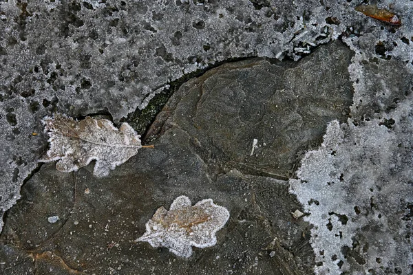 Umgestürztes Blatt auf gefrorenem Boden. — Stockfoto