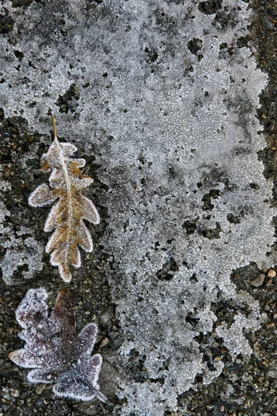 Падіння листя на замерзлій землі . — стокове фото