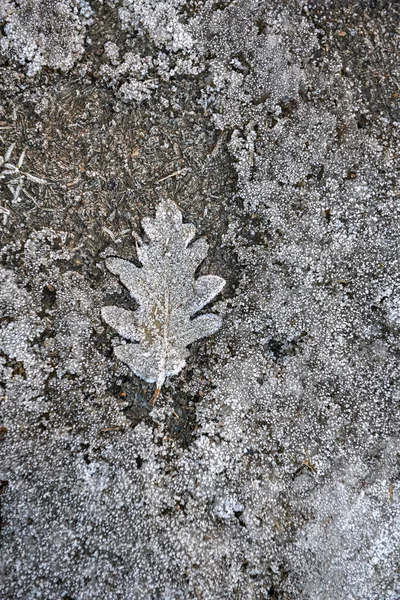 Πεσμένο φύλλο στο παγωμένο έδαφος. — Φωτογραφία Αρχείου