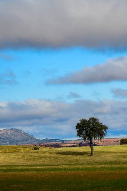 Granada 'nın doğu dağlarında ıssız bir ağaç..