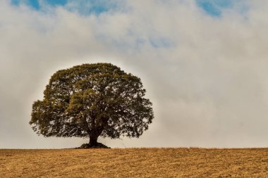 Granada 'nın doğu dağlarında ıssız bir ağaç..