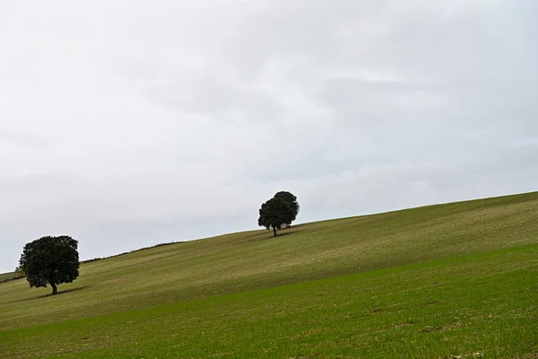 Árvore isolada na dehesa das montanhas orientais de Granada. — Fotografia de Stock