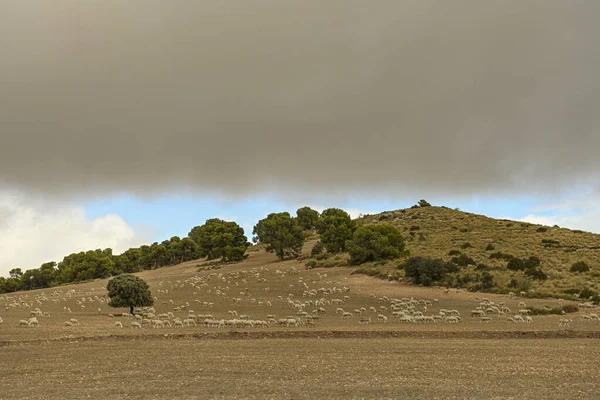 Elszigetelt fa Granada keleti hegyeinek dehesájában. — Stock Fotó