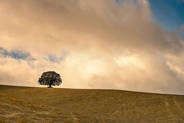 Árvore isolada na dehesa das montanhas orientais de Granada. — Fotografia de Stock