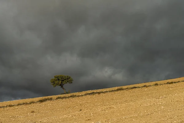 Albero isolato nelle dehesa delle montagne orientali di Granada. — Foto Stock