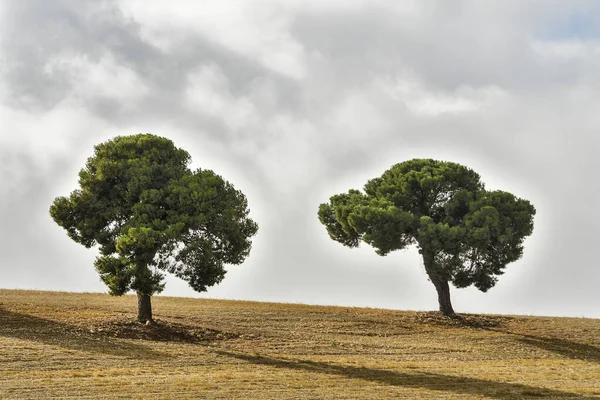 그라나다 의동쪽 산의 데에 사에 있는 고립된 나무. — 스톡 사진