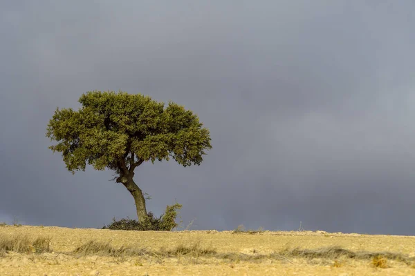 Izolovaný strom v hlubinách východních hor Granady. — Stock fotografie