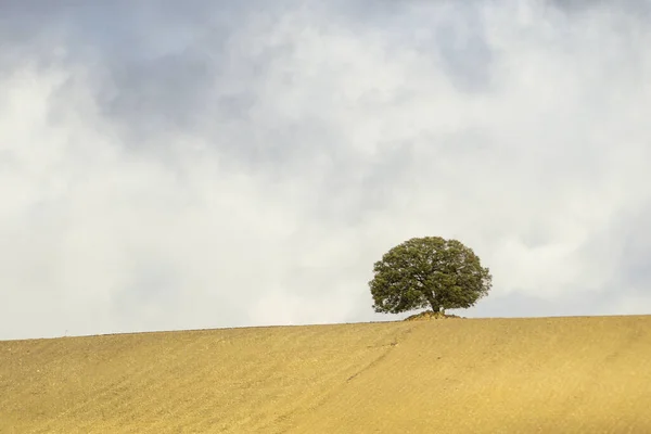 Ізольоване дерево в глухому куті східних гір Гранади. — стокове фото