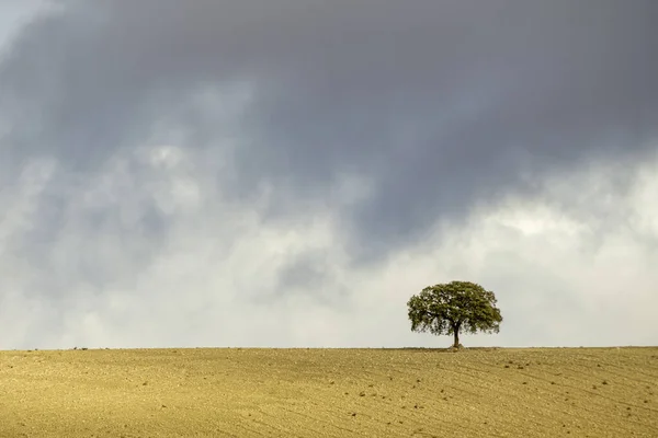 Geïsoleerde boom in de dehesa van de oostelijke bergen van Granada. — Stockfoto