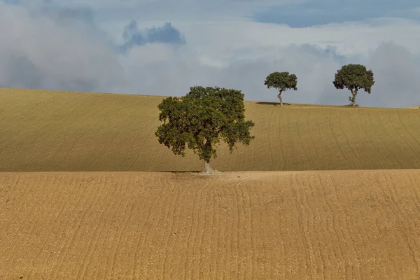 Einsamer Baum in der Dehesa der östlichen Berge von Granada. — Stockfoto