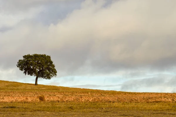 Izolovaný strom v hlubinách východních hor Granady. — Stock fotografie