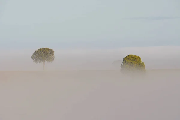 Paisagem com nevoeiro no pasto de cereais das montanhas orientais de Granada — Fotografia de Stock