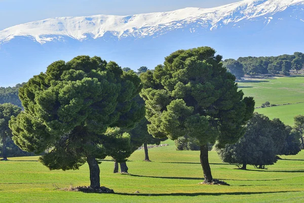 Krajobraz zboża dehesa Sierra Oriental de Granada. — Zdjęcie stockowe