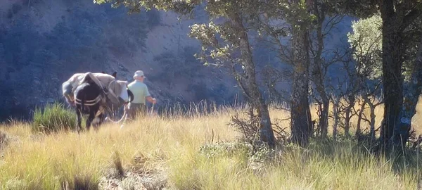 Équipement de transport d'ânes à travers le parc naturel de la Sierra de Baza. — Photo