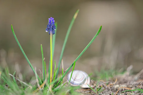 Muscari neglectum, vulgarmente conhecido como Nazareno. — Fotografia de Stock