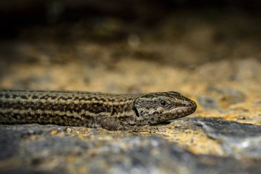 Kertenkele - Lacertidae familyasının belirli türleri.