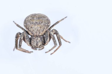 Xysticus - Thomisidae familyasından bir Arachnida..