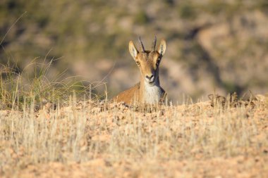 Dağ keçisi ya da İber dağ keçisi, Capra cinsinden bir bovidae türüdür.